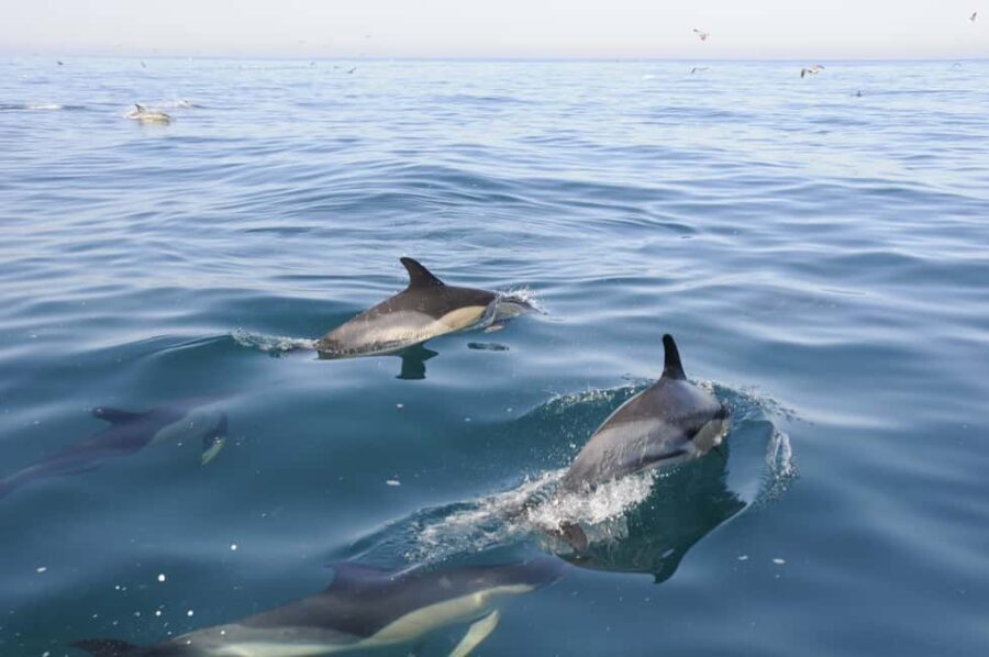 Nazaré: Dolphin Safari - The Sum Up: Who Is This Dolphin Safari Perfect For?