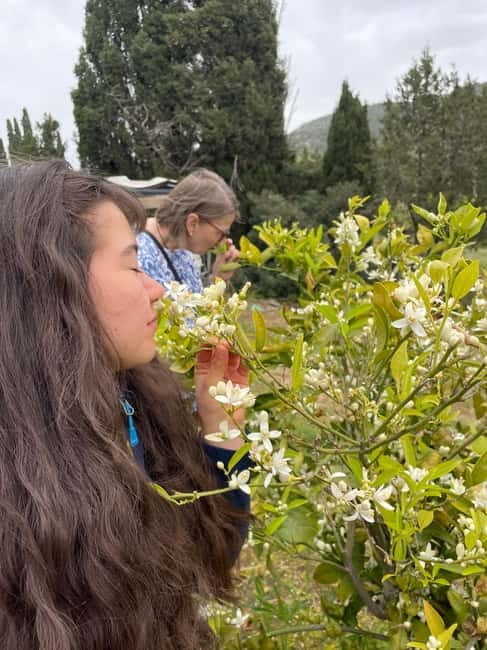 Near Cagliari: Wild Herbs and Healing at "In Our Garden" - The Sum Up