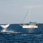Nelson Bay: Whale and Dolphin Watching Catamaran Cruise - A Detailed Look at the Whale and Dolphin Watching Cruise