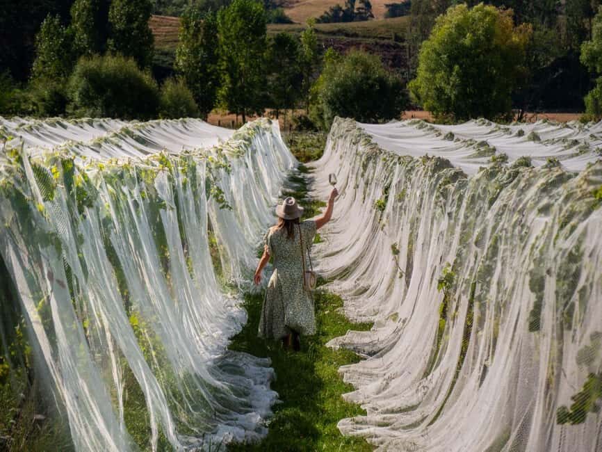 Nelson: Wine Tour with Tastings and Lunch - The Itinerary: What to Expect on the Nelson Wine Tour