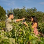 Nemea wine roads, The most famous wine tour in Greece - A Deep Dive Into the Nemea Wine Roads Tour