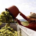 Neustadt: Wine tasting with cellar tour and vineyard tour - FAQ