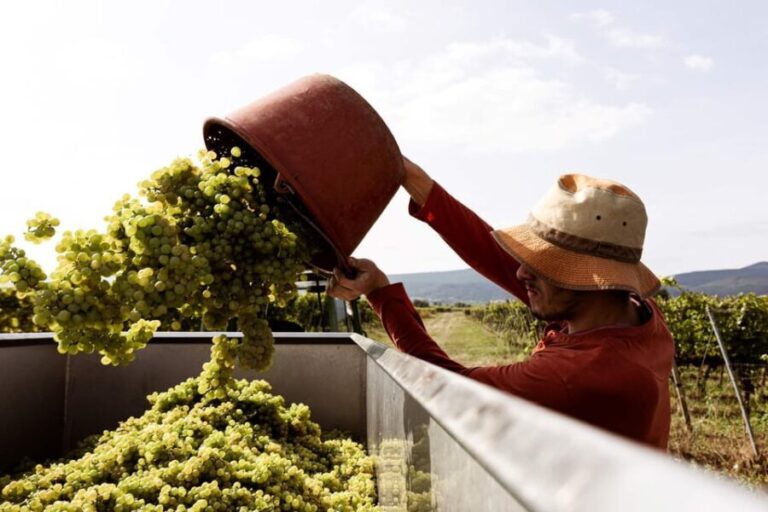 Neustadt: Wine tasting with cellar tour and vineyard tour - FAQ