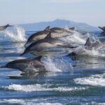NEW Lagos-Watching Dolphins and Benagil Cave with Biologists - Who Should Book This Tour?