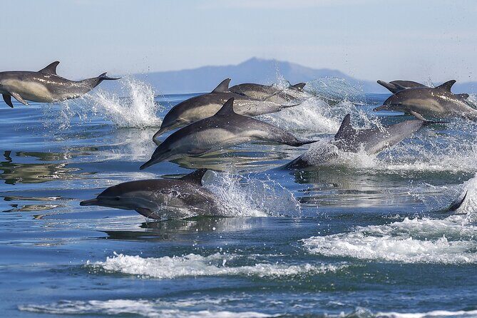 NEW Lagos-Watching Dolphins and Benagil Cave with Biologists - Who Should Book This Tour?