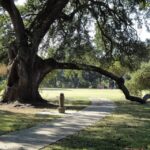 New Orleans: 2-Hour 15-Minute City and Cemetery Tour by Bus - What Travelers Say: Authentic Perspectives