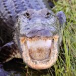 New Orleans: 6 Passenger Premium Airboat Swamp Tour - What To Expect During the Tour