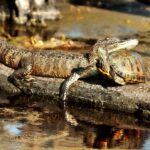 New Orleans: Airboat Swamp Adventure with Transportation - Exploring the Details of the Airboat Swamp Adventure