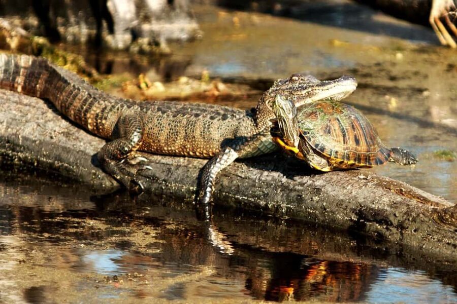 New Orleans: Airboat Swamp Adventure with Transportation - Exploring the Details of the Airboat Swamp Adventure