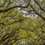 New Orleans: Bayou Swamp Tour and Oak Alley Plantation Tour - A Deep Dive into the Louisiana Experience