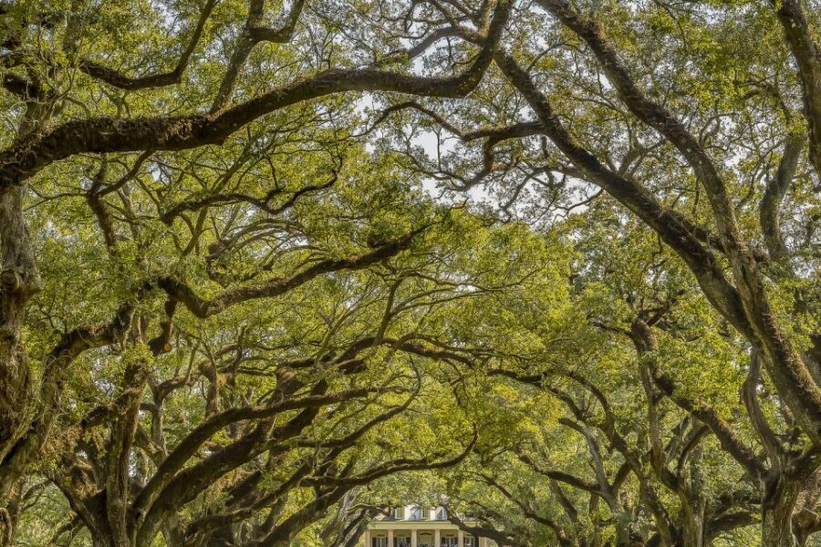 New Orleans: Bayou Swamp Tour and Oak Alley Plantation Tour - A Deep Dive into the Louisiana Experience