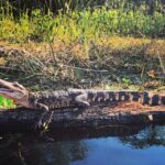 New Orleans: BYOB Tiki Boat Bayou Party and Wildlife Tour - The Itinerary in Detail