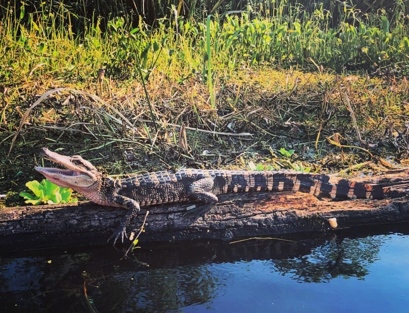 New Orleans: BYOB Tiki Boat Bayou Party and Wildlife Tour - The Itinerary in Detail