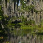 New Orleans: High Speed 16 Passenger Airboat Ride - Who Will Appreciate This Tour?