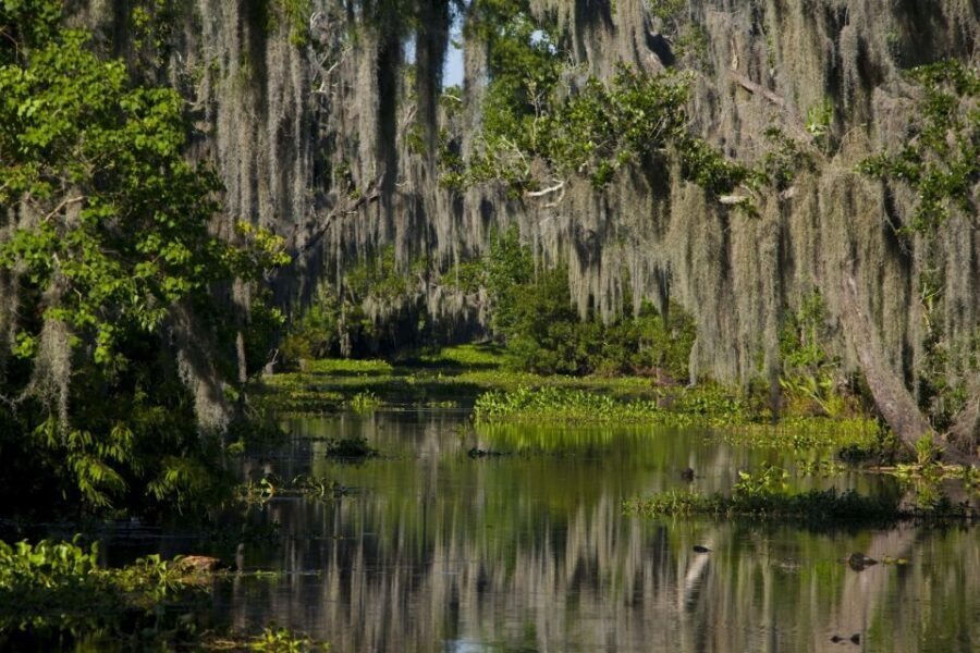 New Orleans: High Speed 16 Passenger Airboat Ride - Who Will Appreciate This Tour?