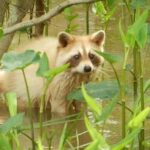 New Orleans: Honey Island Swamp and Bayou Boat Tour - Who Will Love This Tour?