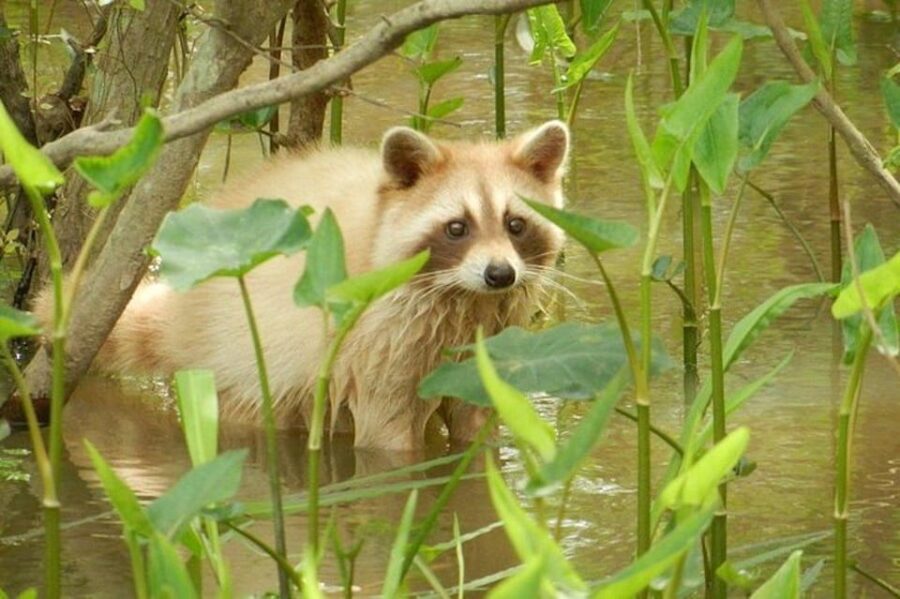 New Orleans: Honey Island Swamp and Bayou Boat Tour - Who Will Love This Tour?