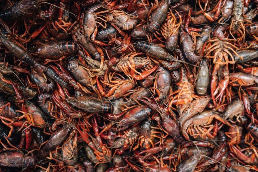 New Orleans' Lower Garden Food Tour - What to Expect on the Lower Garden Food Tour