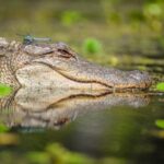 New Orleans: Manchac Magic Kayak Swamp Tour - FAQ