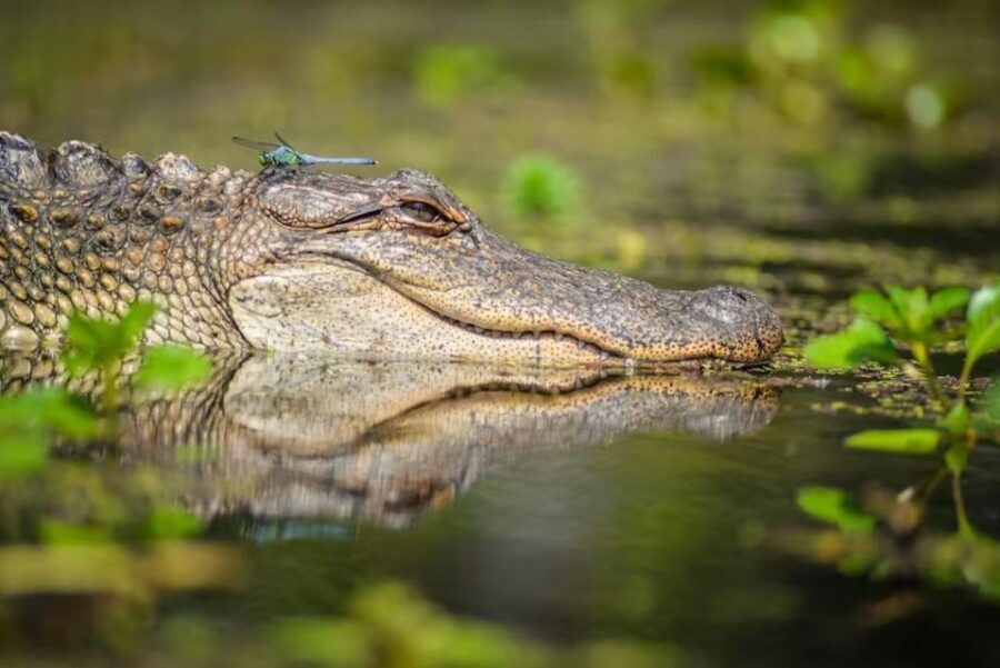 New Orleans: Manchac Magic Kayak Swamp Tour - FAQ