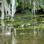 New Orleans: Swamp Tour on Covered Pontoon Boat - A Deep Dive into the Swamp Tour Experience