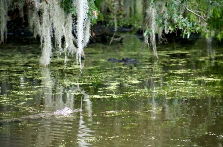 New Orleans: Swamp Tour on Covered Pontoon Boat - A Deep Dive into the Swamp Tour Experience
