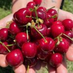 New South Wales Cherry Picking Tour - What We Like About This Tour