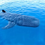 New Whale Shark Encounter Experience in Cancun !! - What’s Included and What’s Not