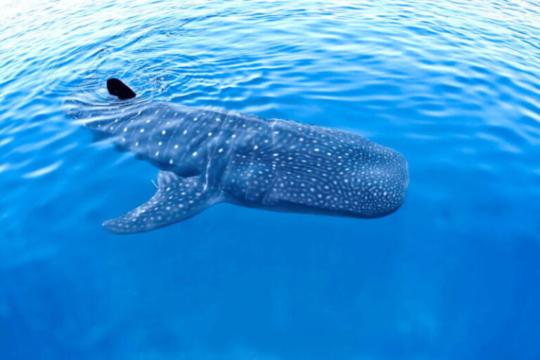 New Whale Shark Encounter Experience in Cancun !! - What’s Included and What’s Not