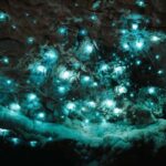 New Zealand: Milky Way Glowworm Cave Tour - Who Is This Tour Best For?