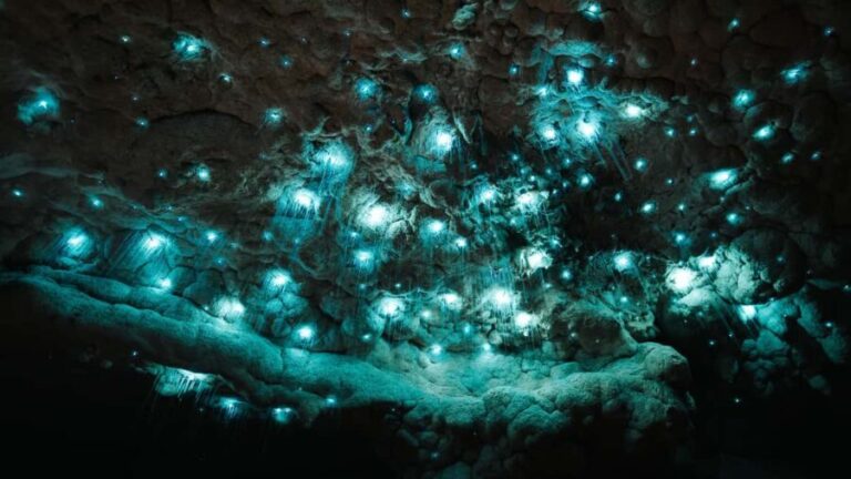 New Zealand: Milky Way Glowworm Cave Tour - Who Is This Tour Best For?