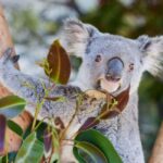 Newcastle: Animal Lovers Tour - Kangaroos, Dolphins & more! - Who Should Book This?