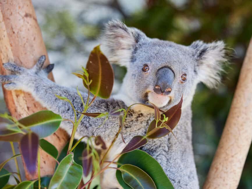 Newcastle: Animal Lovers Tour - Kangaroos, Dolphins & more! - Who Should Book This?