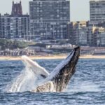 Newcastle: Humpback Whale Watching Cruise and Harbor Tour - The Value of This Whale Watching Tour