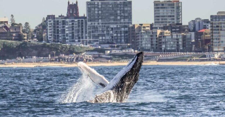 Newcastle: Humpback Whale Watching Cruise and Harbor Tour - The Value of This Whale Watching Tour