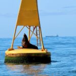 Newcastle: Small Group Humpback Whale Encounter Tour - What Makes This Tour Stand Out