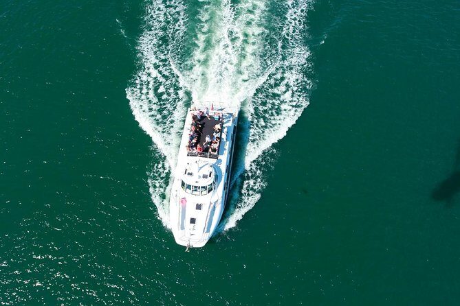 Newcastle Whale Watching Cruise - The Highlights: Why You’ll Love This Tour