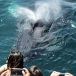 Newport Beach: Luxury Whale Watching Catamaran Cruise - Why Choose This Experience?