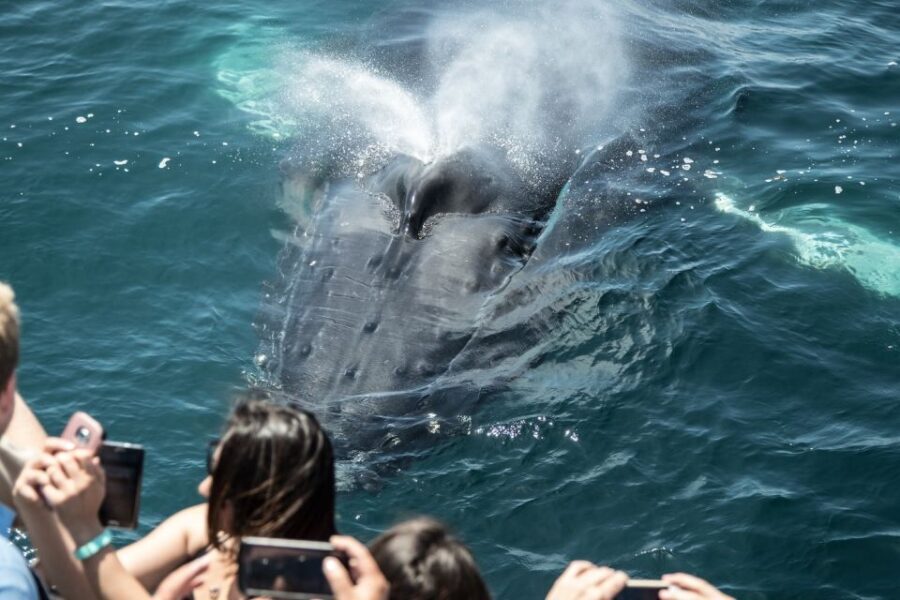 Newport Beach: Luxury Whale Watching Catamaran Cruise - Why Choose This Experience?