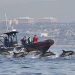 Newport Beach: Ultimate Whale Watching Adventure - A Closer Look at the Newport Beach Whale Watching Tour