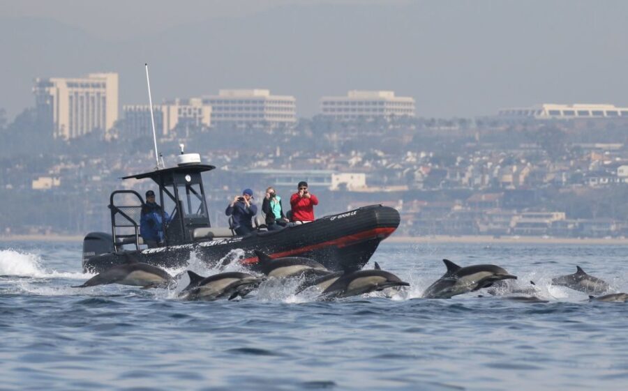 Newport Beach: Ultimate Whale Watching Adventure - A Closer Look at the Newport Beach Whale Watching Tour