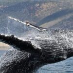 Newport Beach: Whale and Dolphin-Watching Cruise - An In-Depth Look at the Newport Beach Whale and Dolphin Cruise