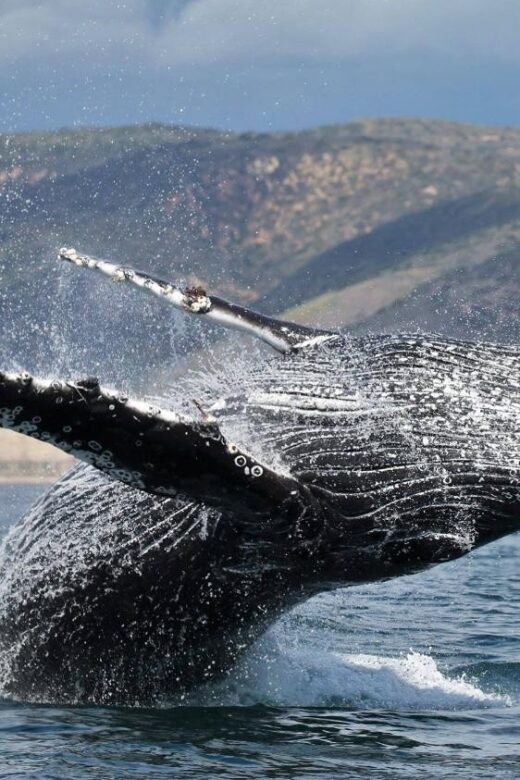 Newport Beach: Whale and Dolphin-Watching Cruise - An In-Depth Look at the Newport Beach Whale and Dolphin Cruise