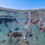 Newport: Moreton Island Snorkeling Tour with Lunch - Final Thoughts: Is It Worth It?