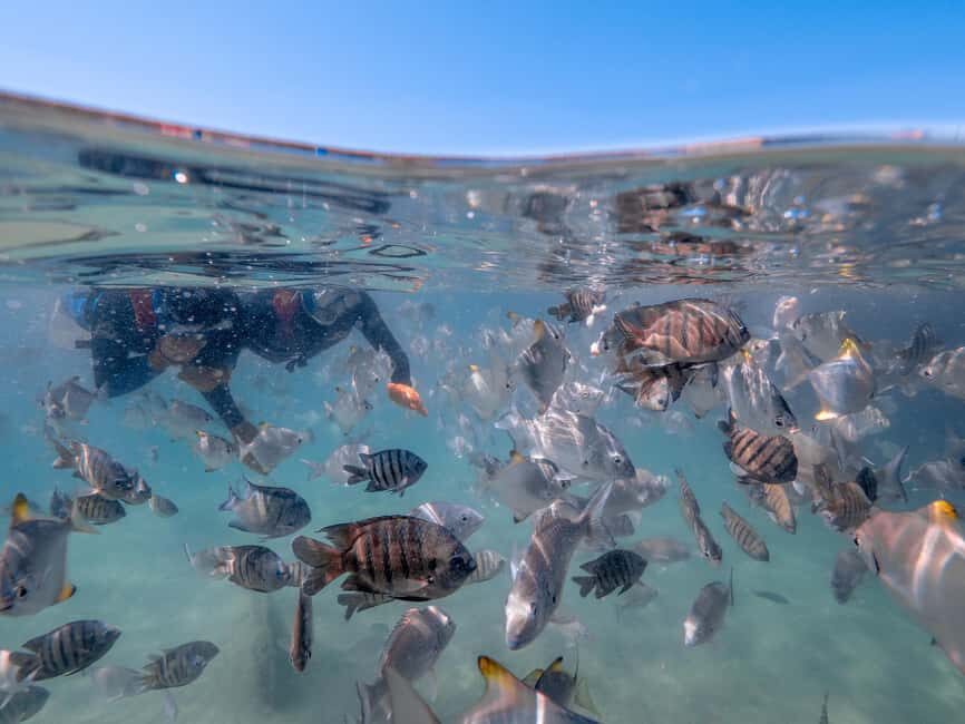 Newport: Moreton Island Snorkeling Tour with Lunch - Final Thoughts: Is It Worth It?