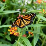 Niagara Falls, Canada: Butterfly Conservatory Admission - Who Will Love This?
