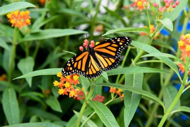 Niagara Falls, Canada: Butterfly Conservatory Admission - Who Will Love This?