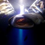 Night Manta Ray Experience - Price and Value