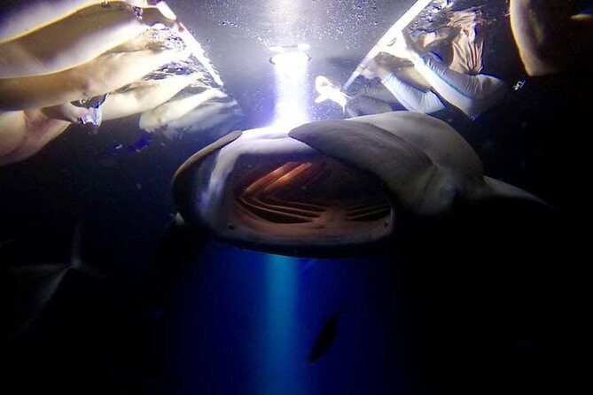 Night Manta Ray Experience - Price and Value