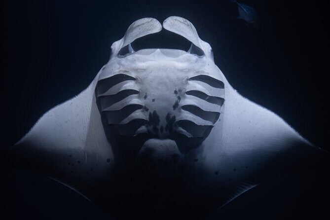 Night Manta Ray Snorkel with Videos - Why This Tour Stands Out